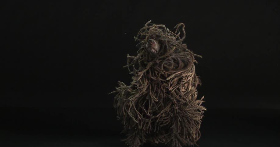 A dog with dreadlocks shaking its fur