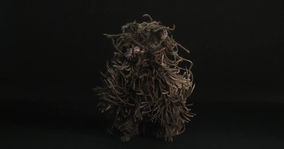 A brown dog shakes its long fur in slow motion