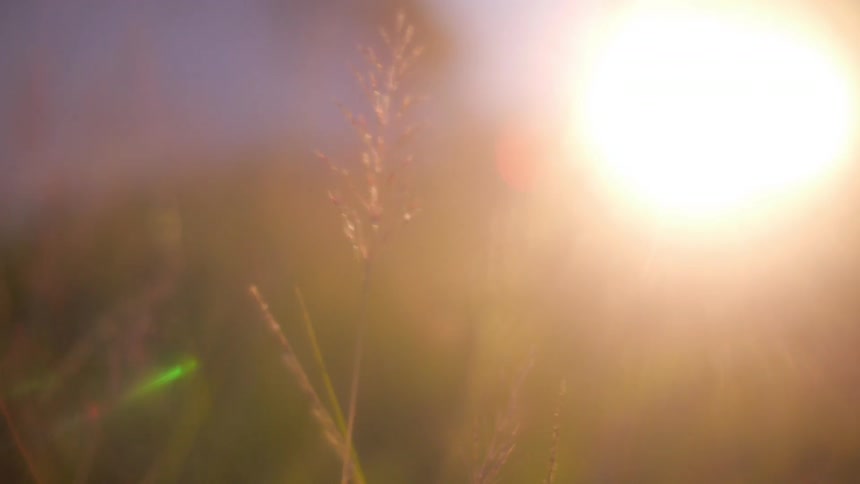 The sun is bright as tall grass sways in the breeze
