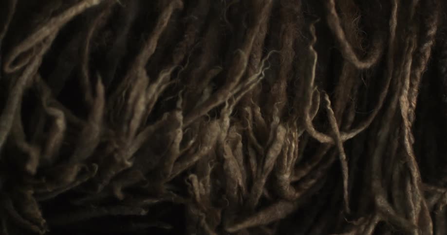 Brown tentacles move slowly