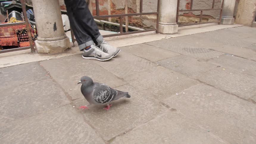 Pigeon walks on roof