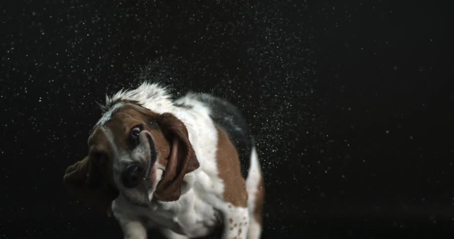 Dog shakes his head back and forth giving off liquid in slow motion