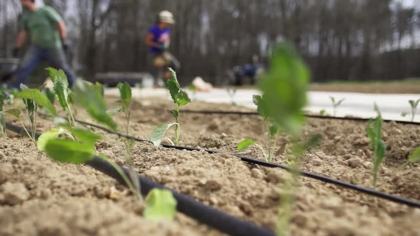 A close up view of young plants planted in a row and drip irrigation lines while a man and woman work in the background