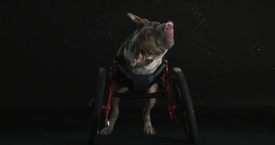 Dog in wheelchair shakes off water
