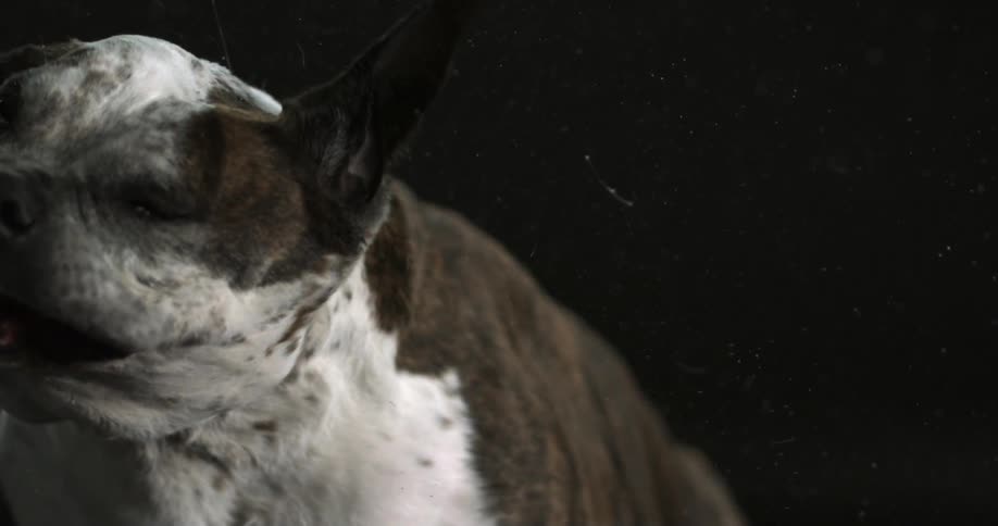 Dog wagging his head back and forth slobbering