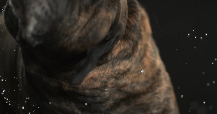 Dog wagging his head back and forth in slow motion