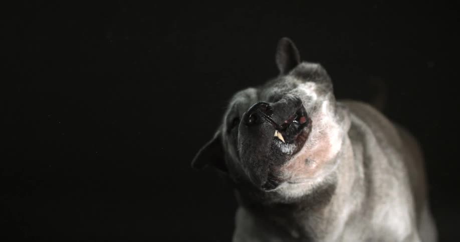 Dog shaking his head in slow motion