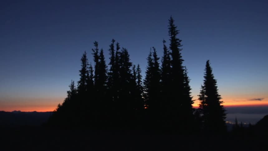 A cluster of pine trees are silhouetted against a dark sky