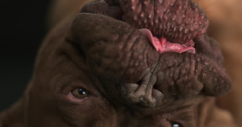 Dog licking his face upside down in slow motion