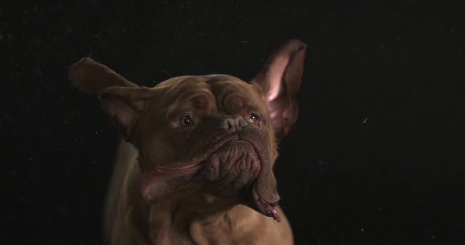 Dogs giant cheeks flapping back and forth in slow motion