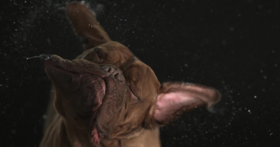 A brown dog shakes his head in slow motion