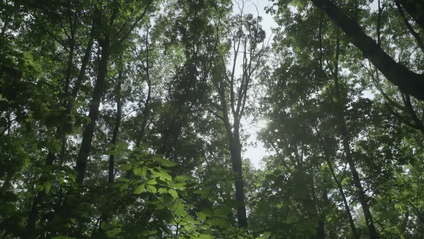 The forest stands solemn as day breaks