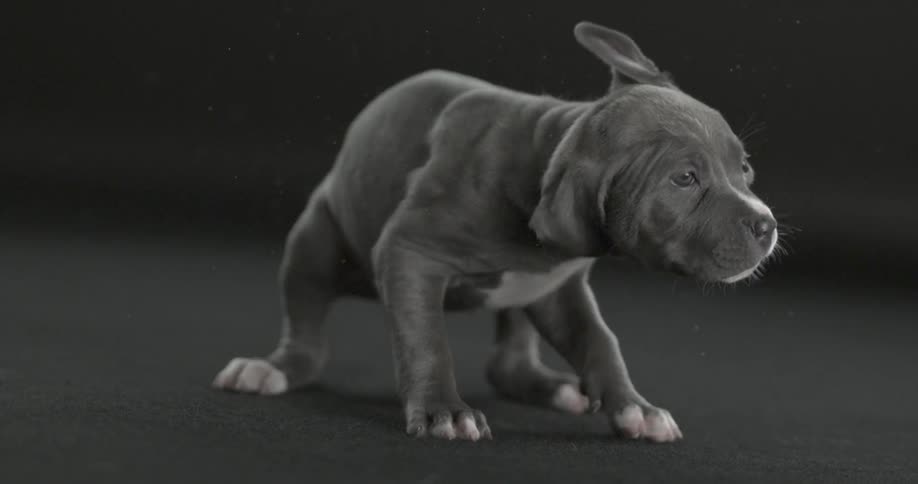 A puppy shaking its head in slow motion