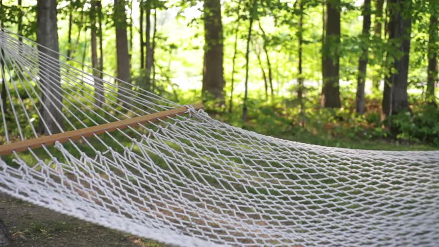 Forest with a hammock hanging between two trees