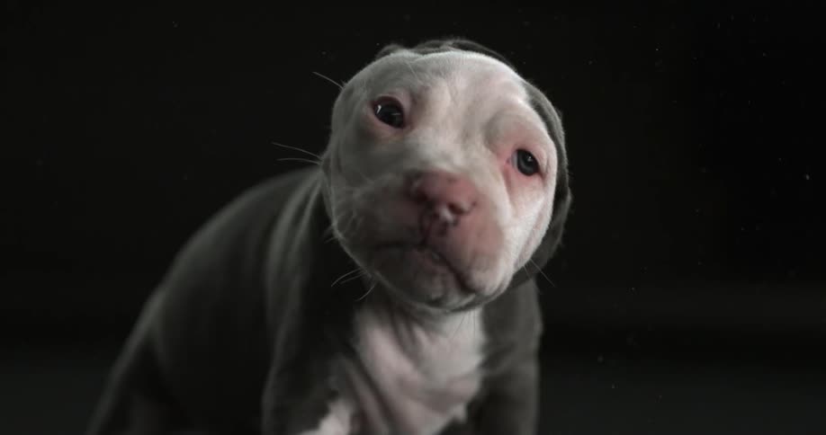A dog shaking its head