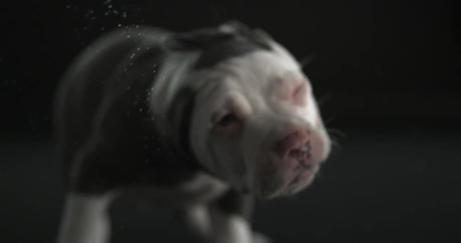 A small puppy shaking its head back and forth in slow motion