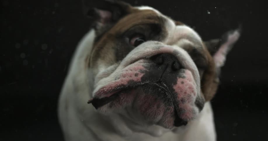 A dog shakes its head in slow motion