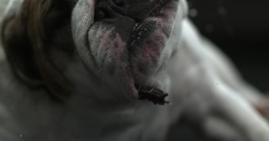 Slow motion clip of bulldog shaking his head back and forth