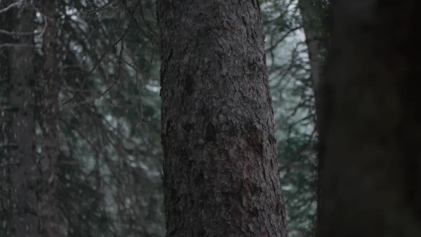 A forest with snow falling heavily between the trees
