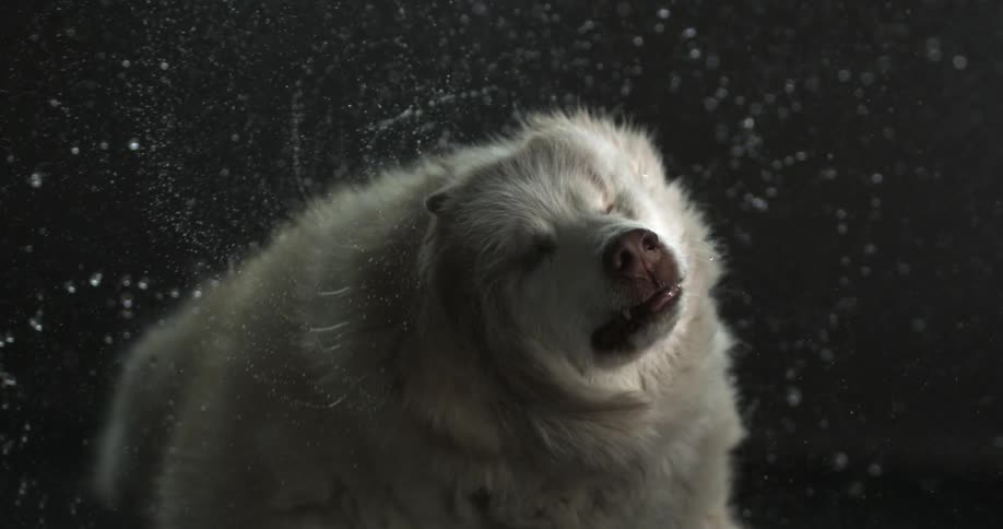 Dog wagging its head back and forth in slow motion