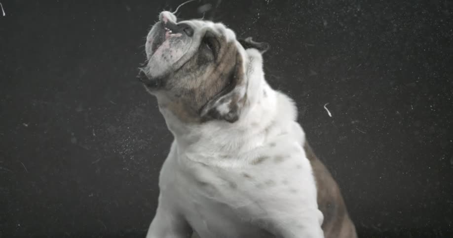 A dog wagging his face back and forth and slobbering