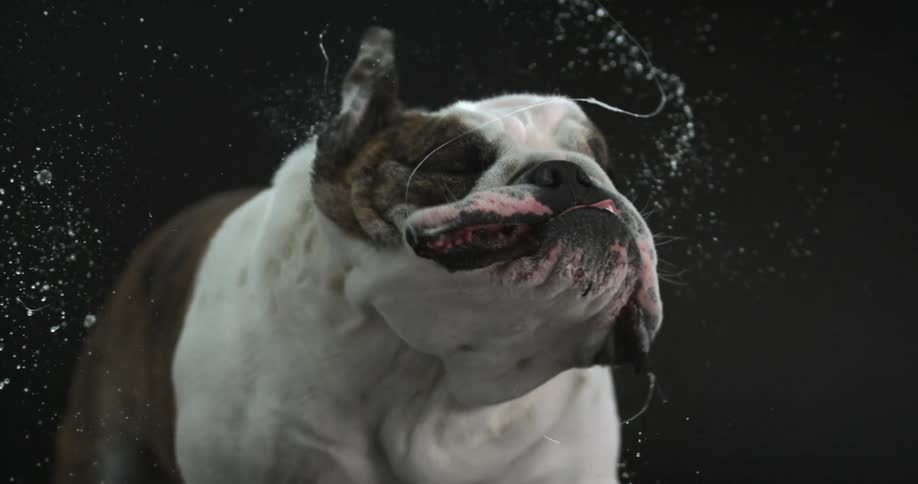 Bulldog wagging his head back and forth