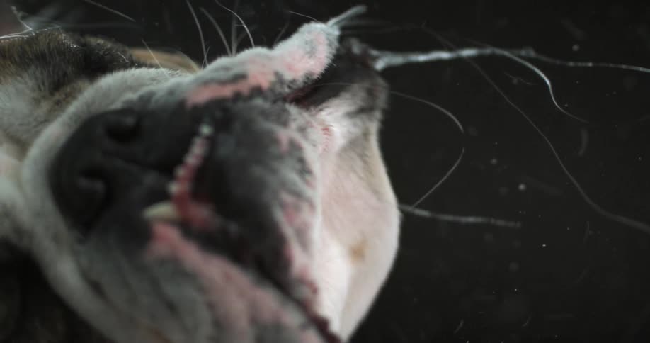 A dog shaking its head