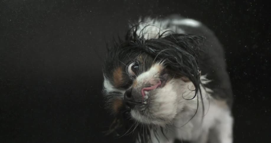 Small wet dog wagging his head back and forth