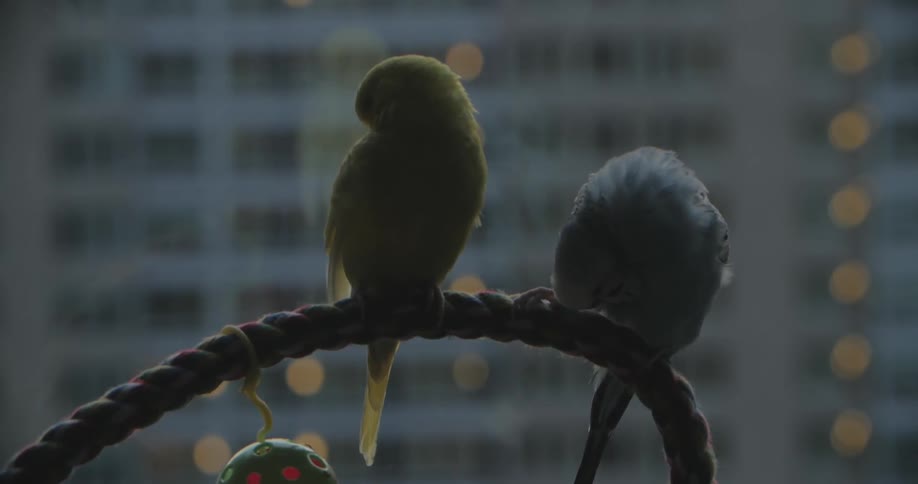 Two birds sitting in front of a window