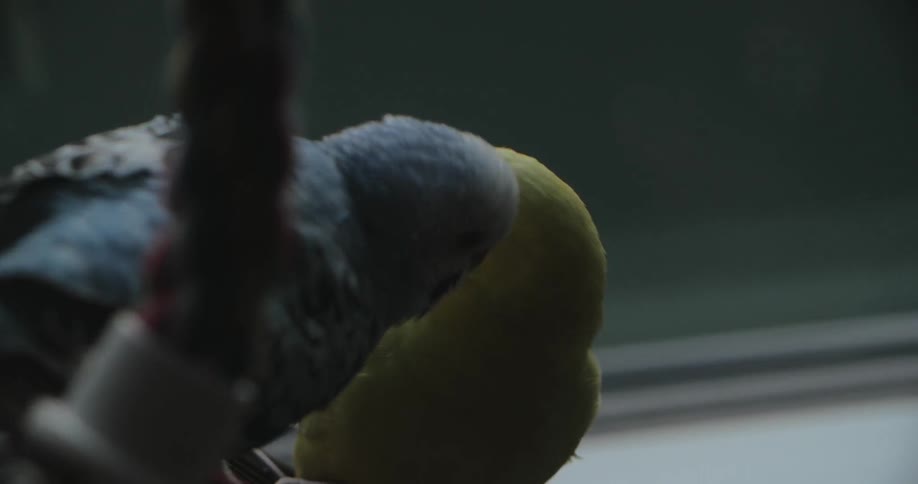 Couple of birds sitting together in a dark room