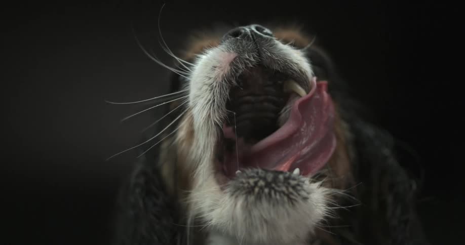 Dog with mouth wide open licking it's top lip