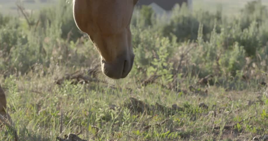A horse with its head hung low, walking through scrub brush on a sunny day