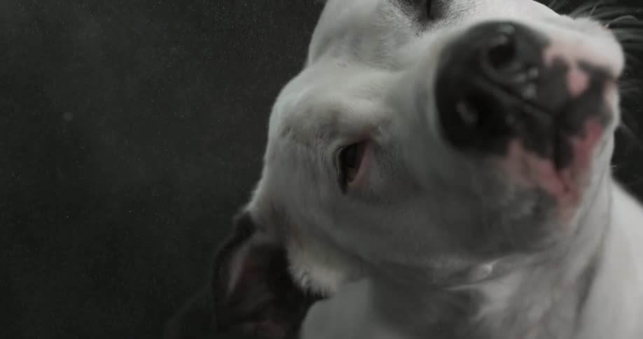 Dog shaking his head