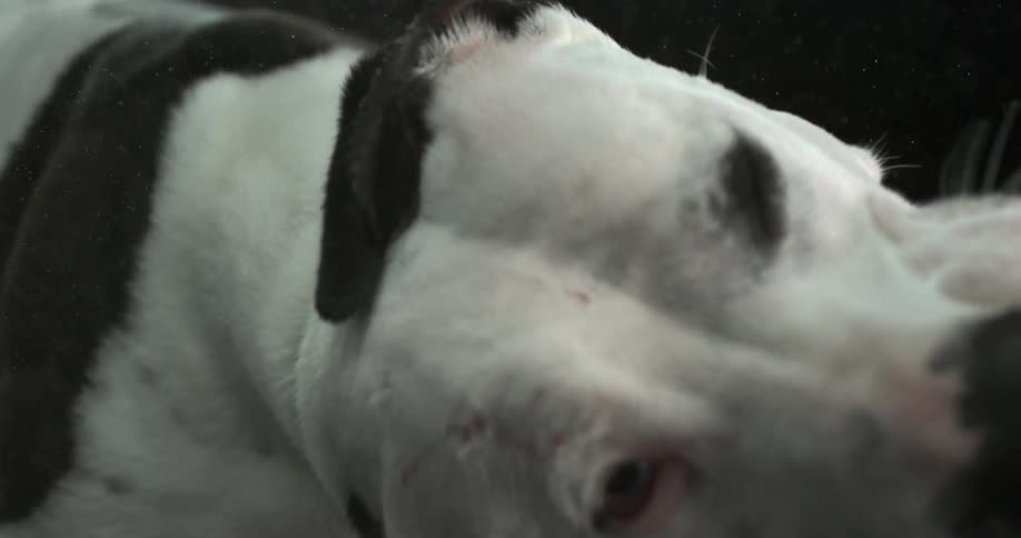 A dog shaking its head