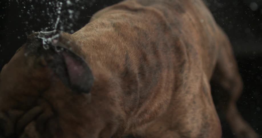 Dog shaking back and forth spraying water