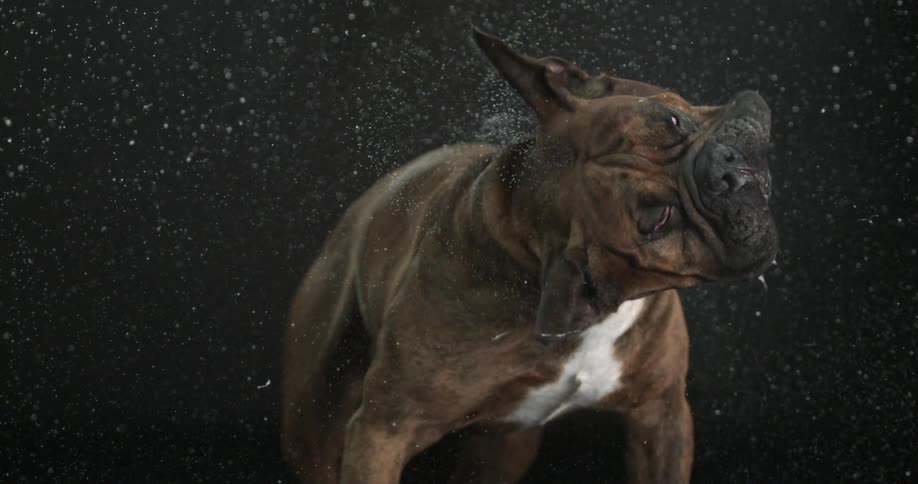 A dog wagging his head back and forth in slow motion