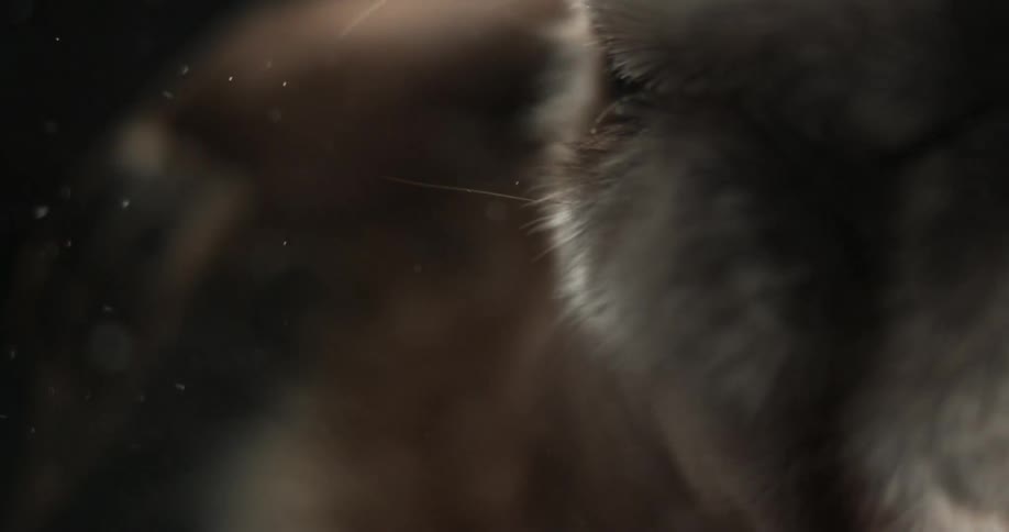 Extreme closeup of dog shaking its head