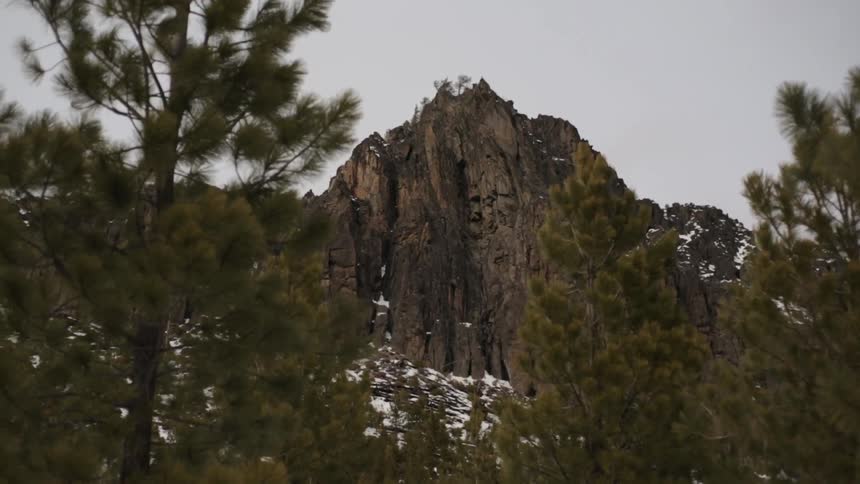 Trees in front of a mountain with a high peak