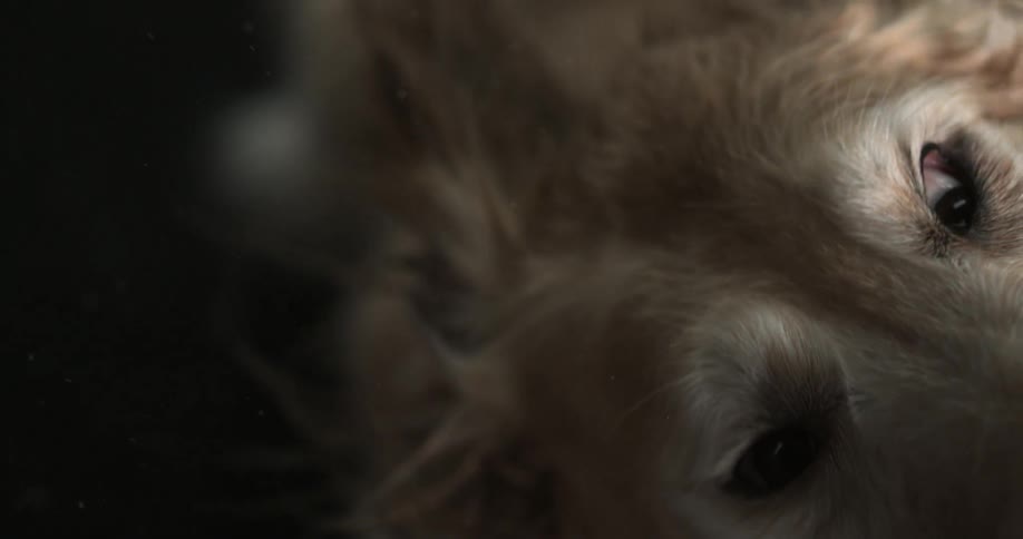 A dog wagging his head back and forth