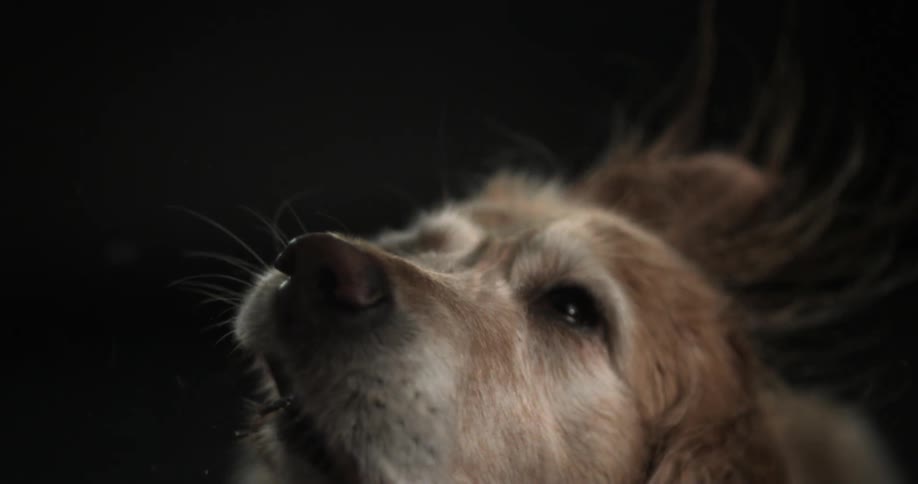 Dog in a dark room wagging his head back and forth
