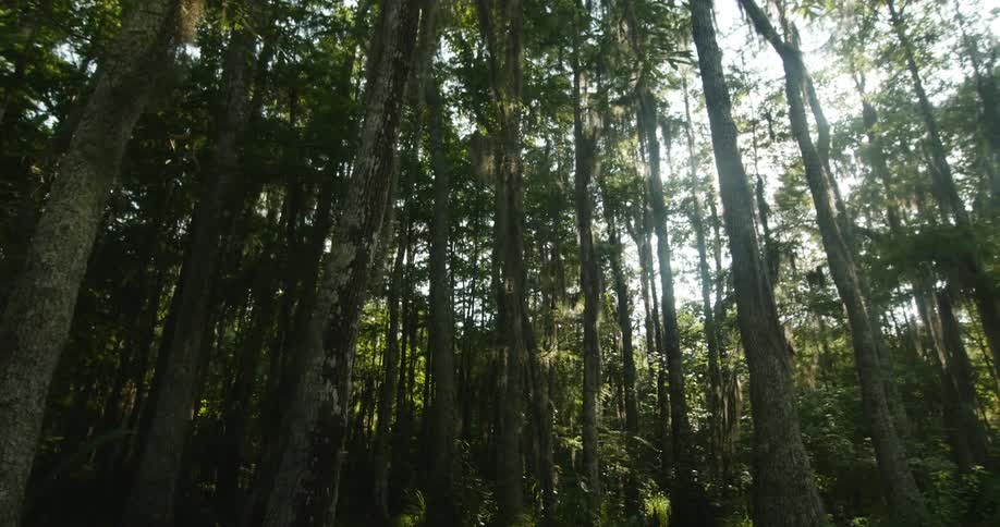 The sun pours through the trees in a forest