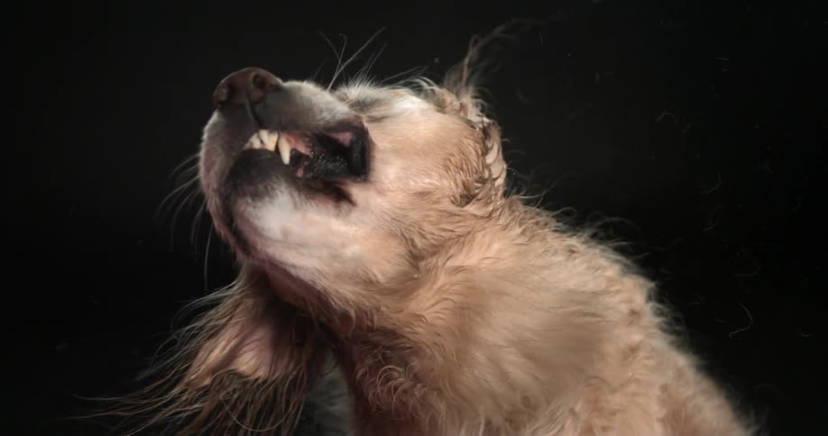 A long haired dog wagging his head back and forth