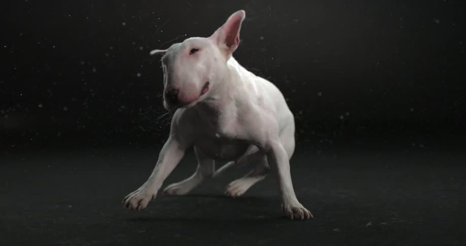 Small dog wagging his head back and forth