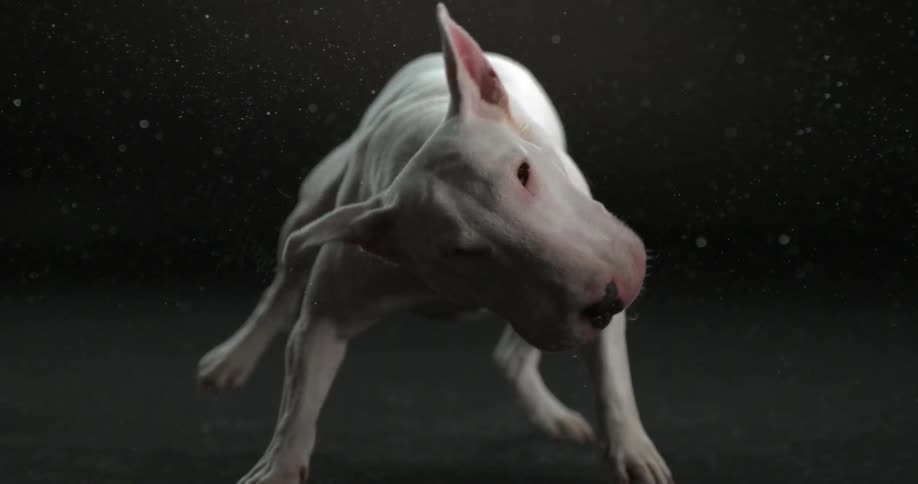 Slow motion shot of a bull terrier dog as it shakes its head