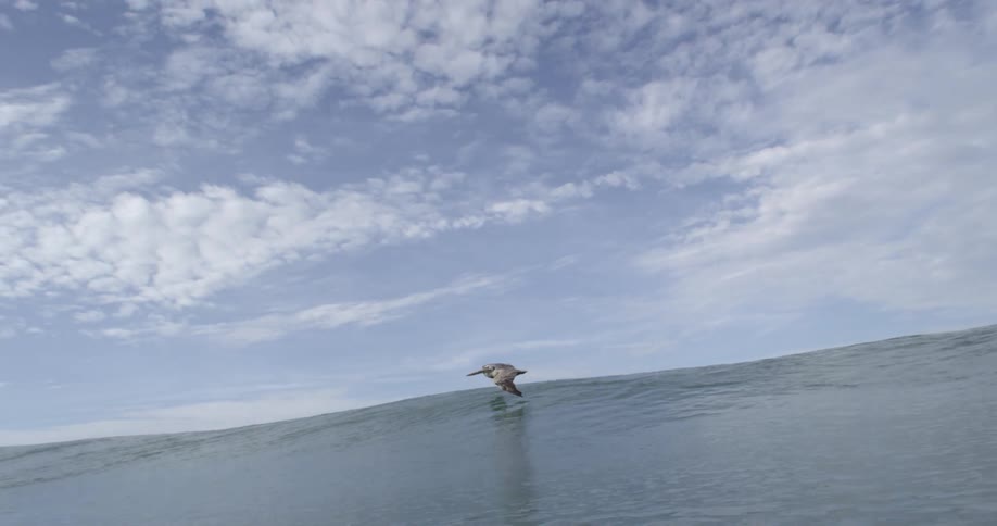 A bird flies very low over the water