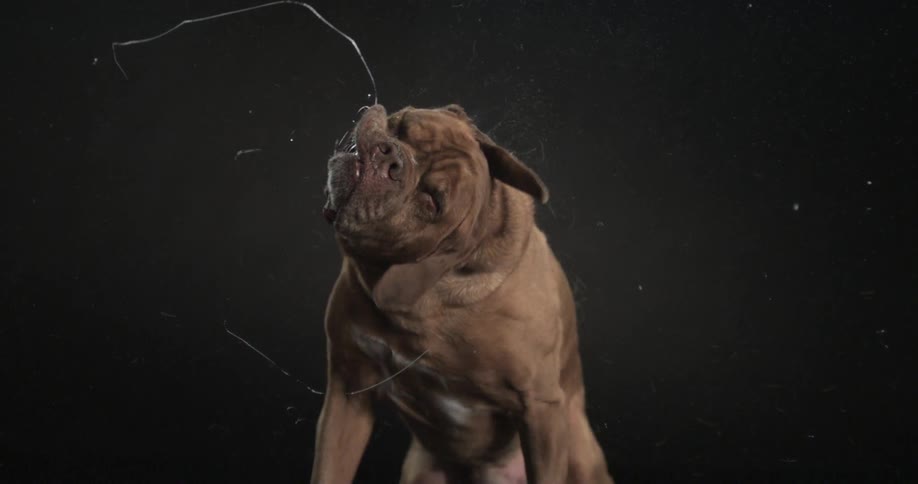 A dog shakes its head in slow motion