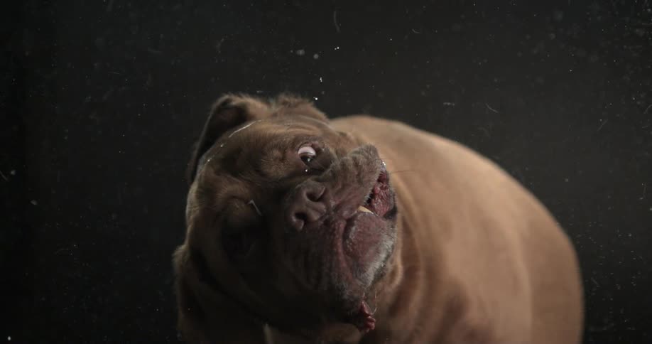 A dog shaking it's head in slow motion