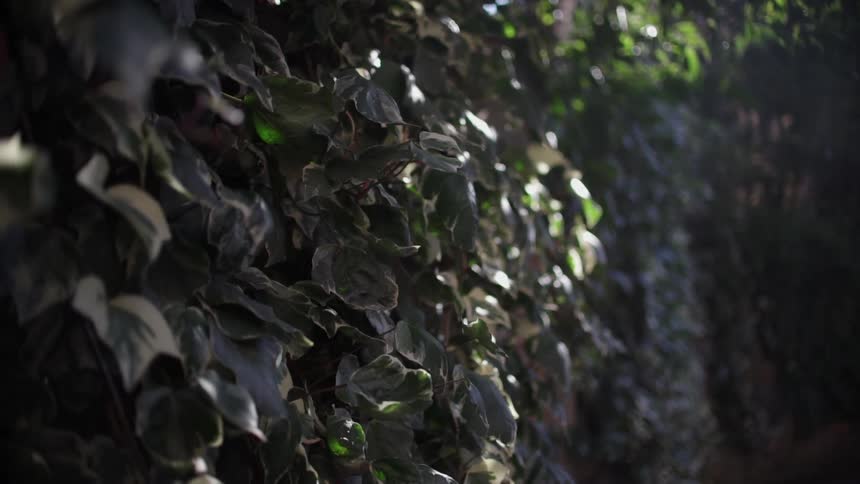 Close up of ivy growing on a wall