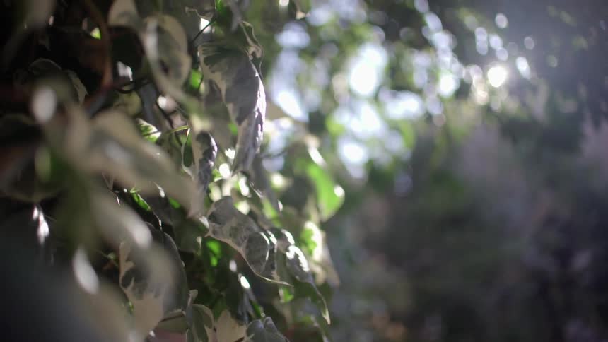 Sun peeking through leaves overhead