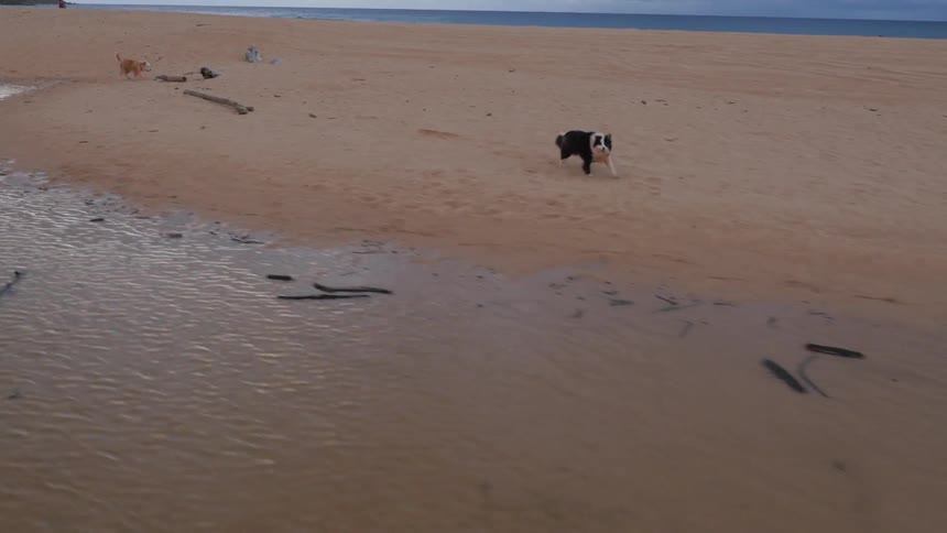 Dog running down a beach into the water